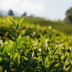 茶葉の品種による和紅茶の選び方